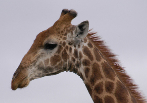 giraffe 4