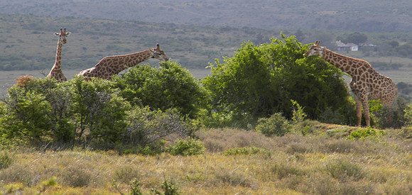 giraffe 3