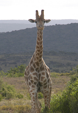 giraffe 1