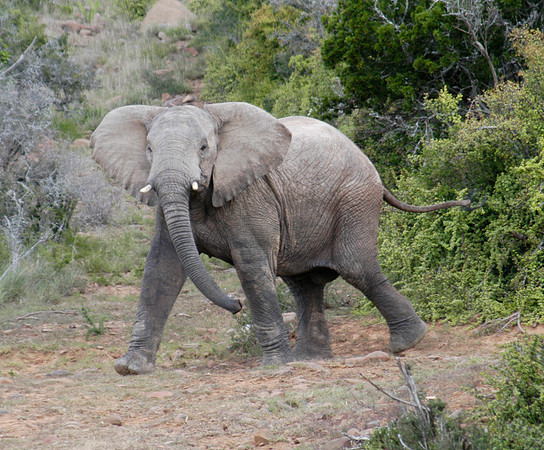 elephant