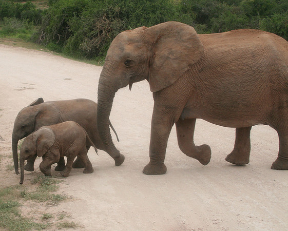 elephant 3