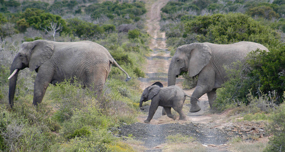 elephant 2