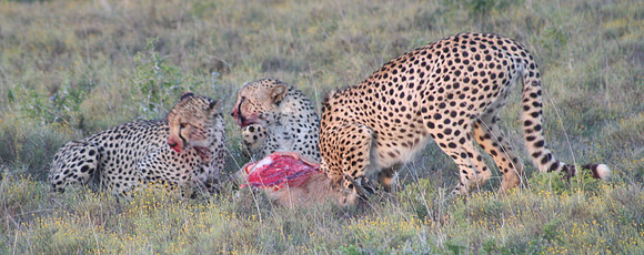 cheetah 9
