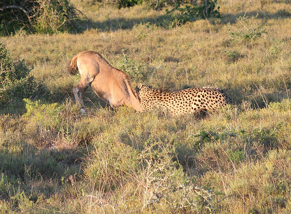cheetah 7