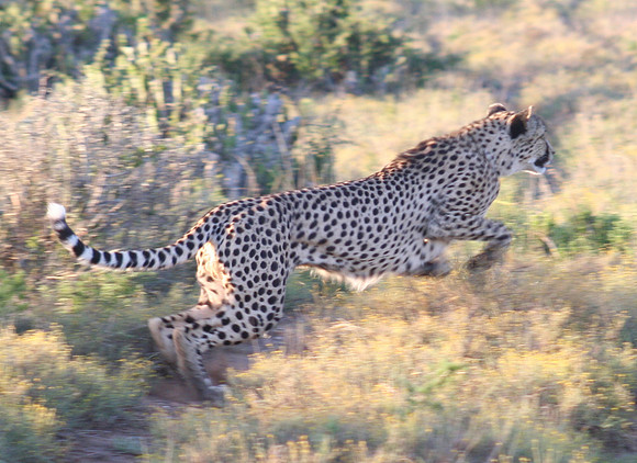 cheetah 6