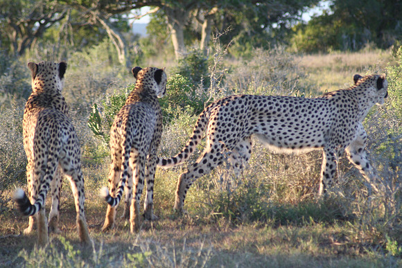 cheetah 5