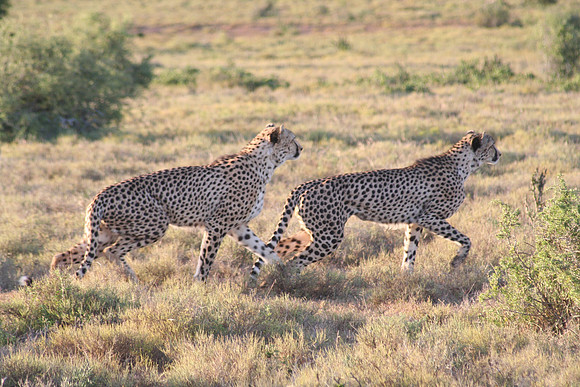 cheetah 5.1