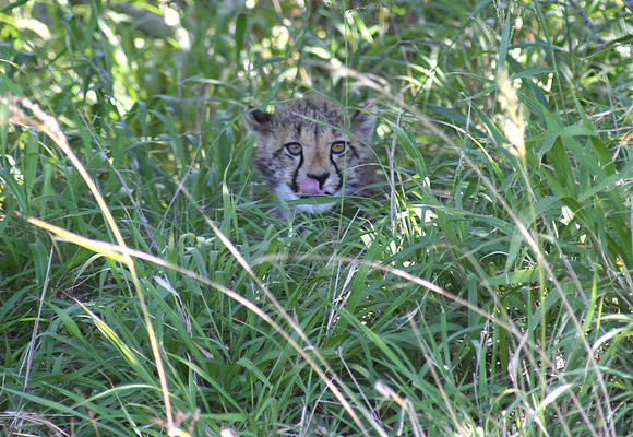 cheetah 3
