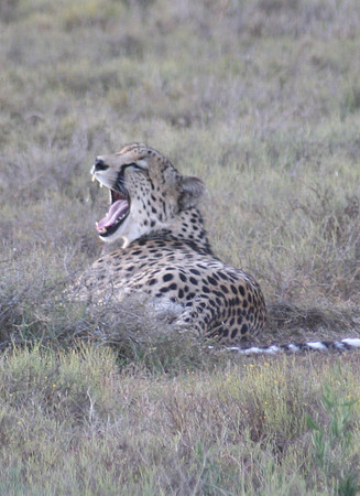 cheetah 3.1