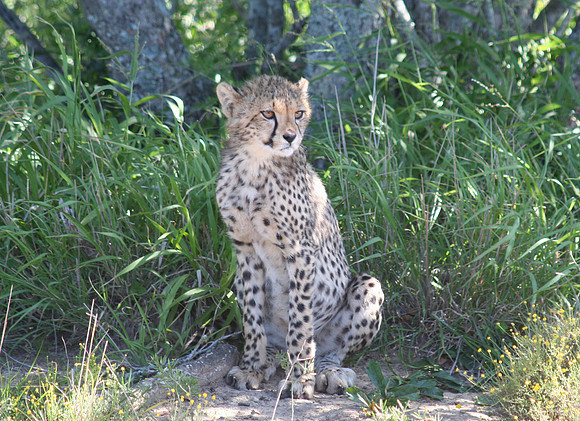 cheetah 1