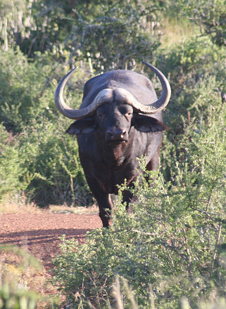 buffalo 2