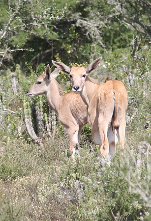 bok