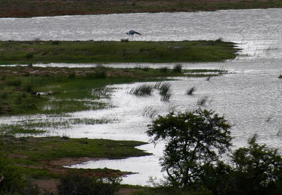 blue crane