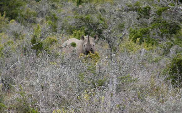 black rhino