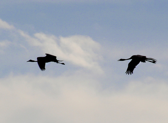 birds silhouette
