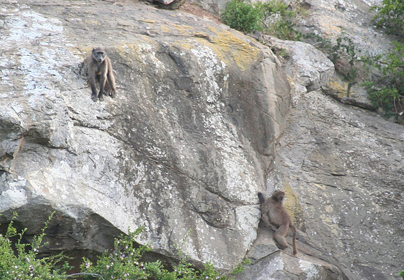 baboons