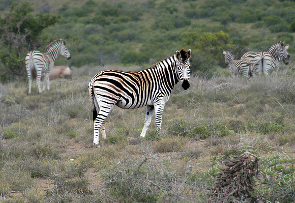 zebra contrast