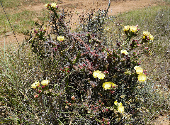 yellow flowers
