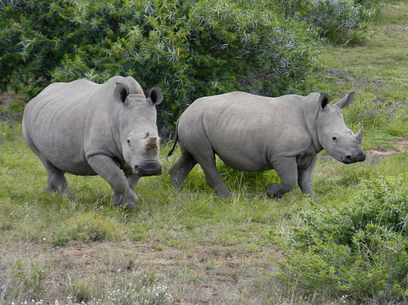 white rhino