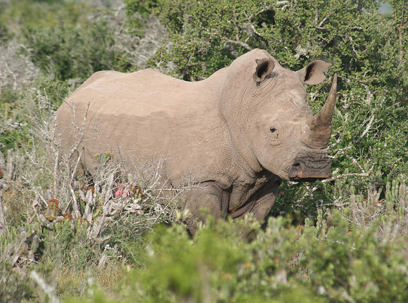 white rhino 3