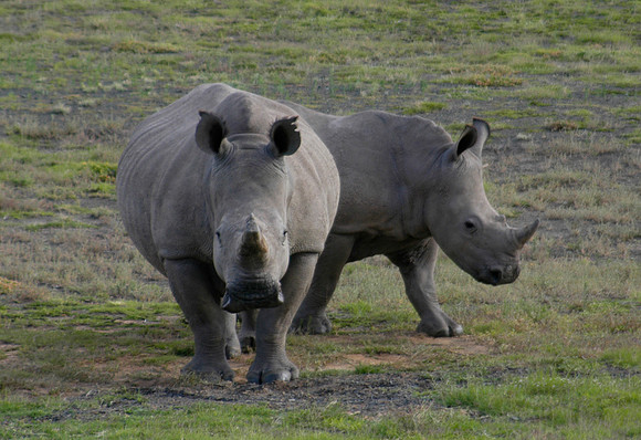 white rhino 2