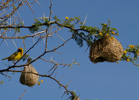 weaver bird 2