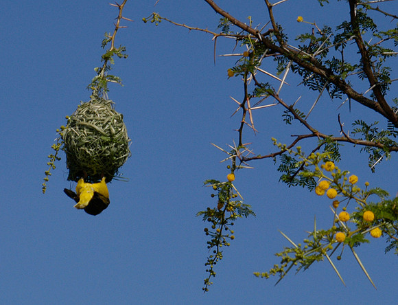 weaver bird 1