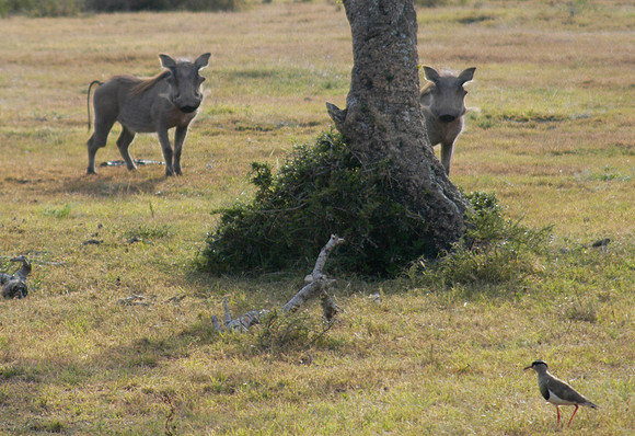 warthog