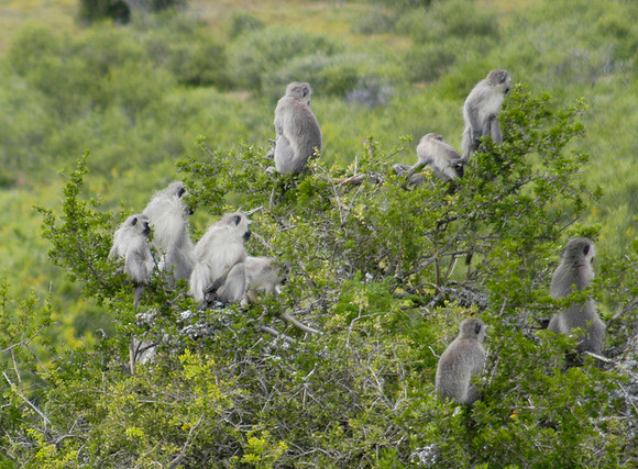 vervet monkeys