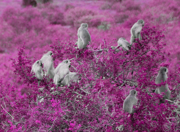 vervet monkeys purple
