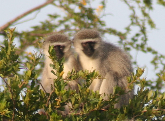 vervet monkeys 2