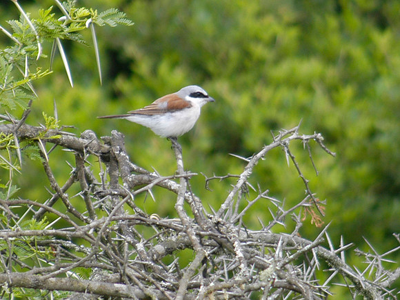 small bird