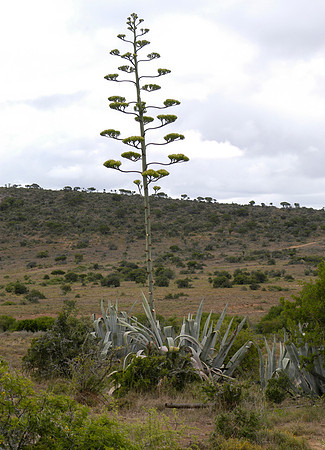 sisal plant
