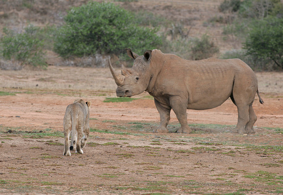 rhino vs lion