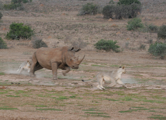 rhino vs lion 1