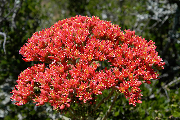 red flowers