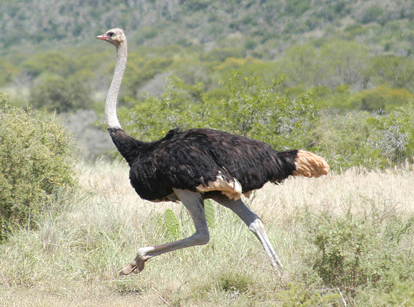 ostritch