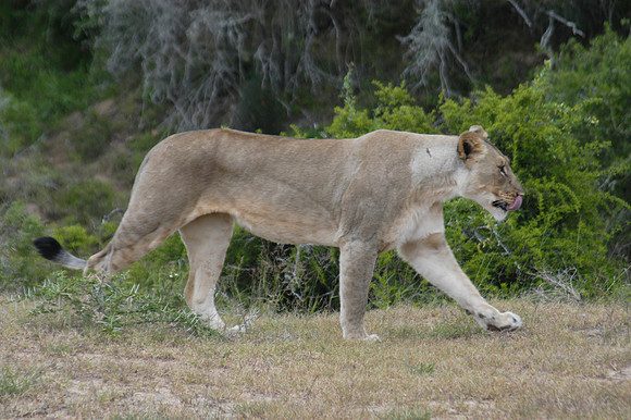 lioness