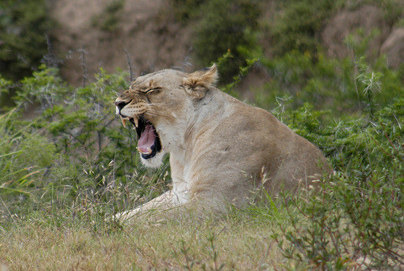 lioness yawn