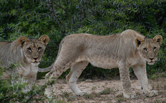 lion cubs