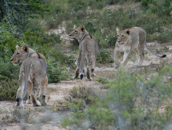 lion cubs 2