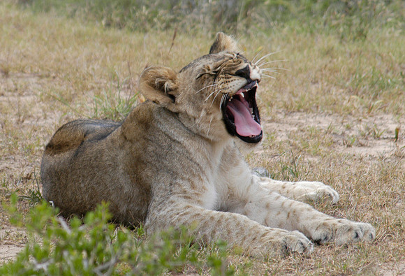 lion cub