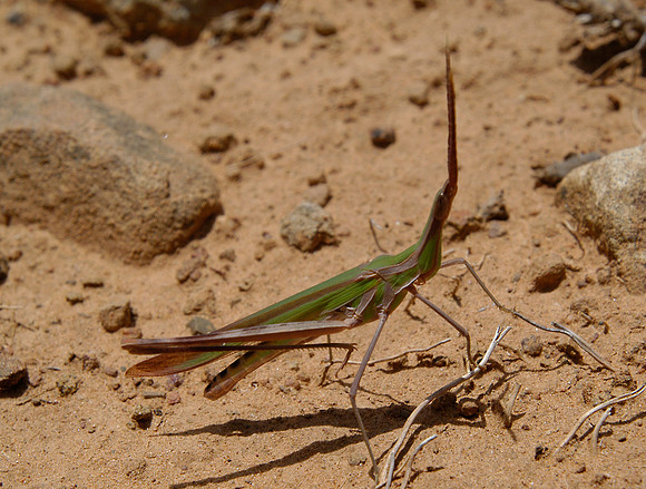 leaf insect