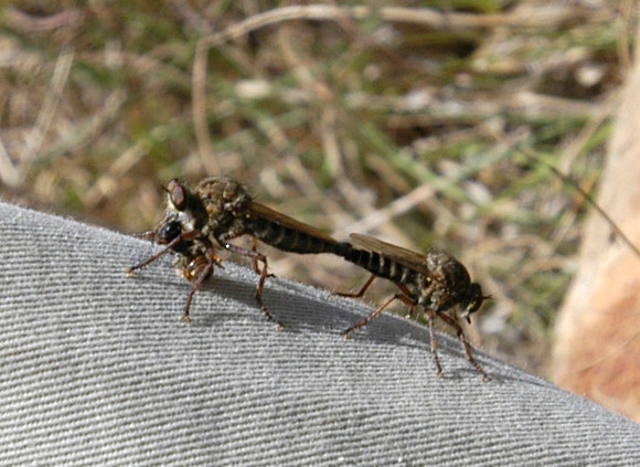 insects mating