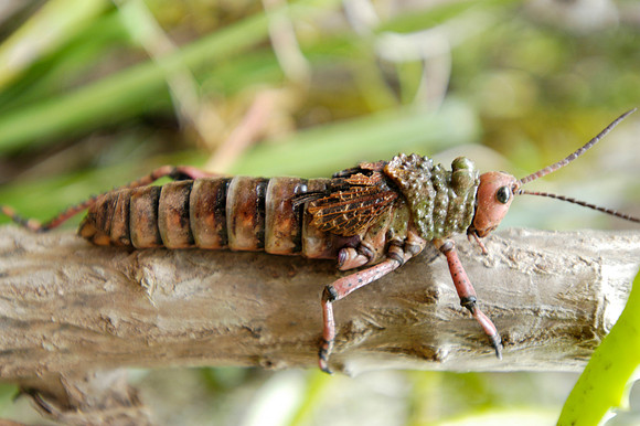 grasshopper 2