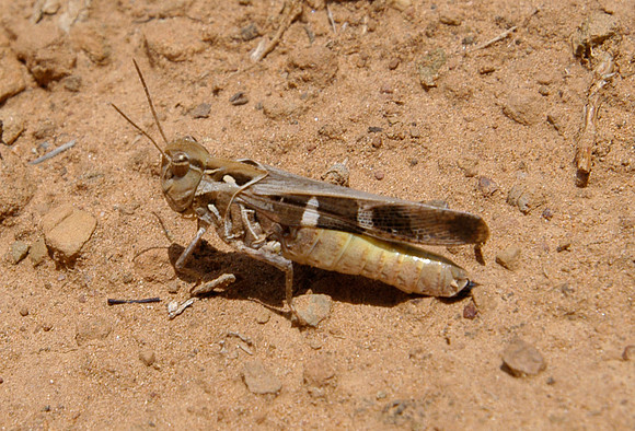 grasshopper