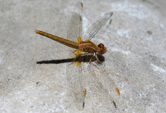 cape point dragonfly 3