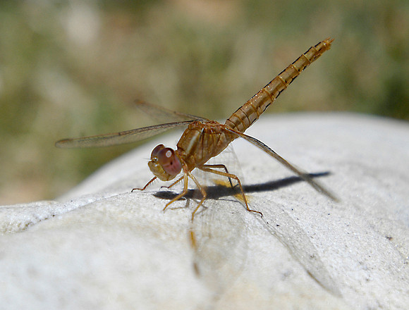 cape point dragonfly 2