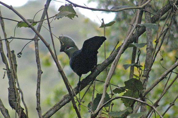 wildrerness bird red wings