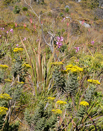 table mtn flora